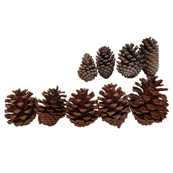 Natural Pine Cones For Crafts & Decor - Qty 9 4-7 inches - Lot 5 - Picture 1 of 1